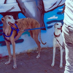 adiestrador-canino-valencia_DSC6268