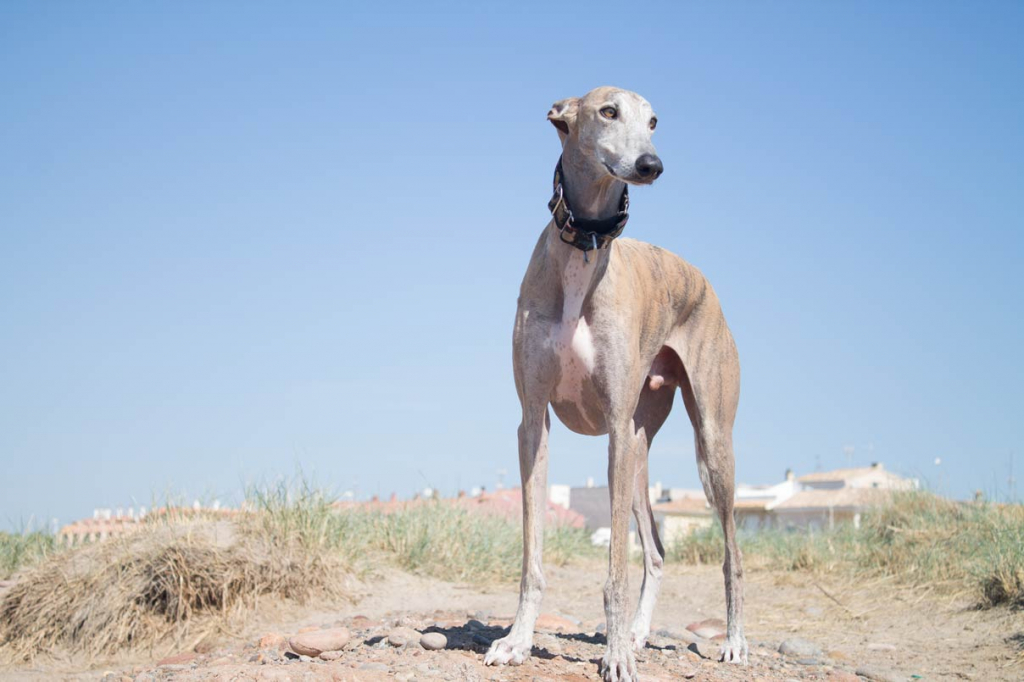 Blog 20 perro anciano