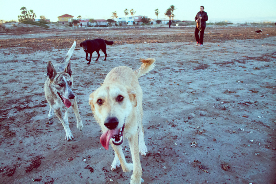 drupos-socializacion-walking-dogs-home