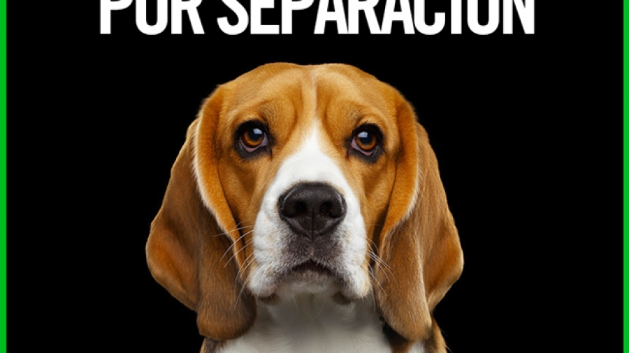 Girar Monumental legal Sobre ansiedad por separación - Walking Dogs Educadores Caninos Valencia