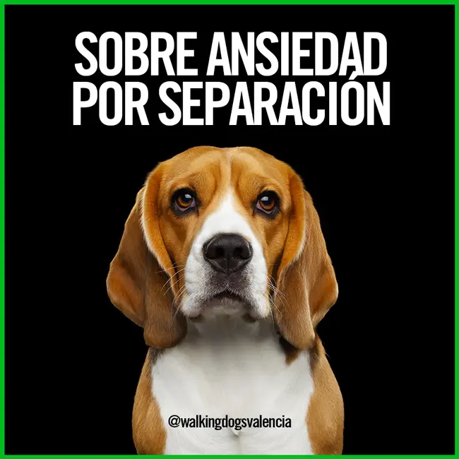 ansiedad por separación