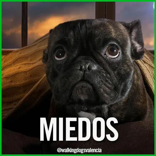 miedo en perros