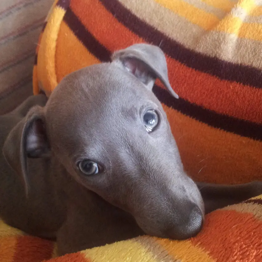 cachorro