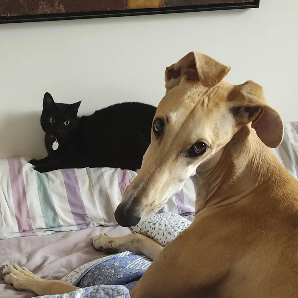 perros y gatos