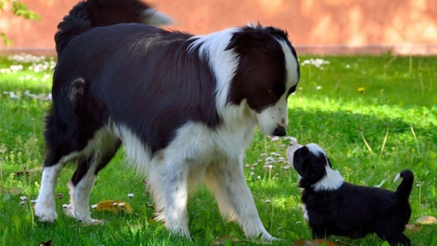 madre y sus cachorros