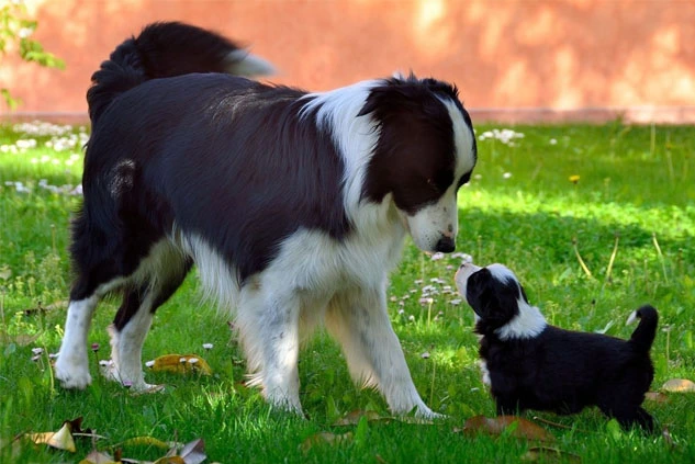 Blog 22 madre y sus cachorros
