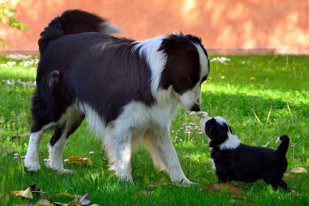 Blog 16 madre y sus cachorros