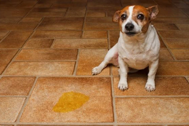 Blog 21 pipi en casa