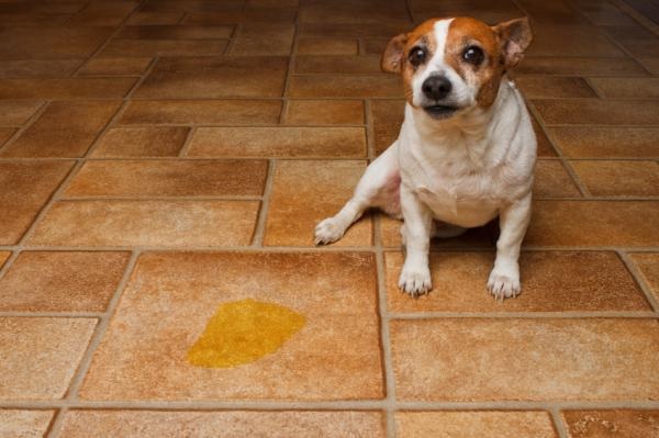 Blog 15 pipi en casa