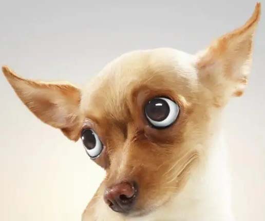 Educación canina en Valencia 9 perro dominante