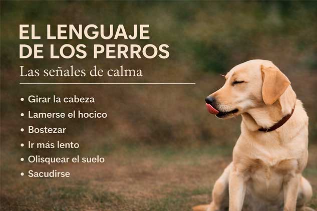 Blog 4 señales de calma