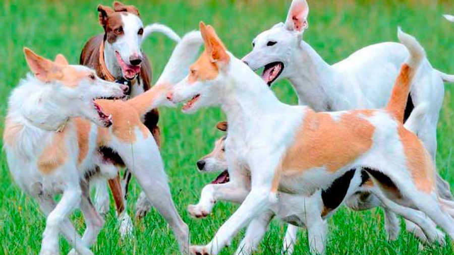 Etapa de propiocepción