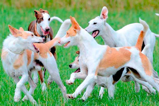 Educación canina en Valencia 8 Etapa de propiocepción