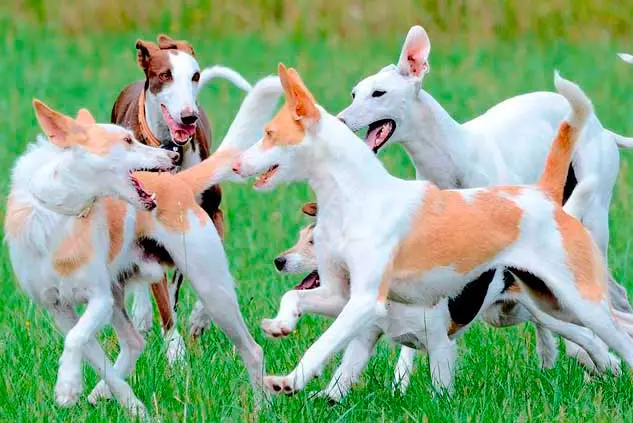 Educación canina en Valencia 8 Etapa de propiocepción