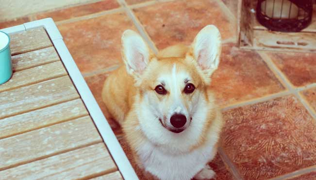 asesoramiento-canino-valencia