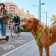 reactividad a patinetes y bicis
