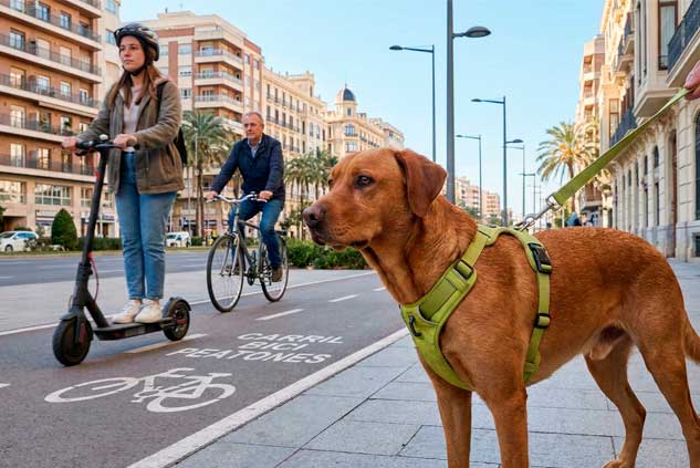 Educación canina en Valencia 7 reactividad a patinetes y bicis