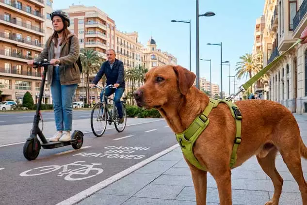 Educación canina en Valencia 7 reactividad a patinetes y bicis