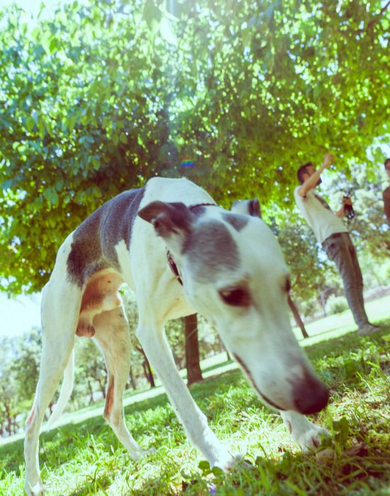 adiestrador-canino-valencia_DSC5936